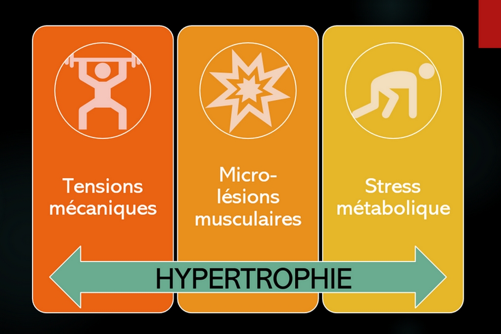Les trois facteurs de l'hypertrophie